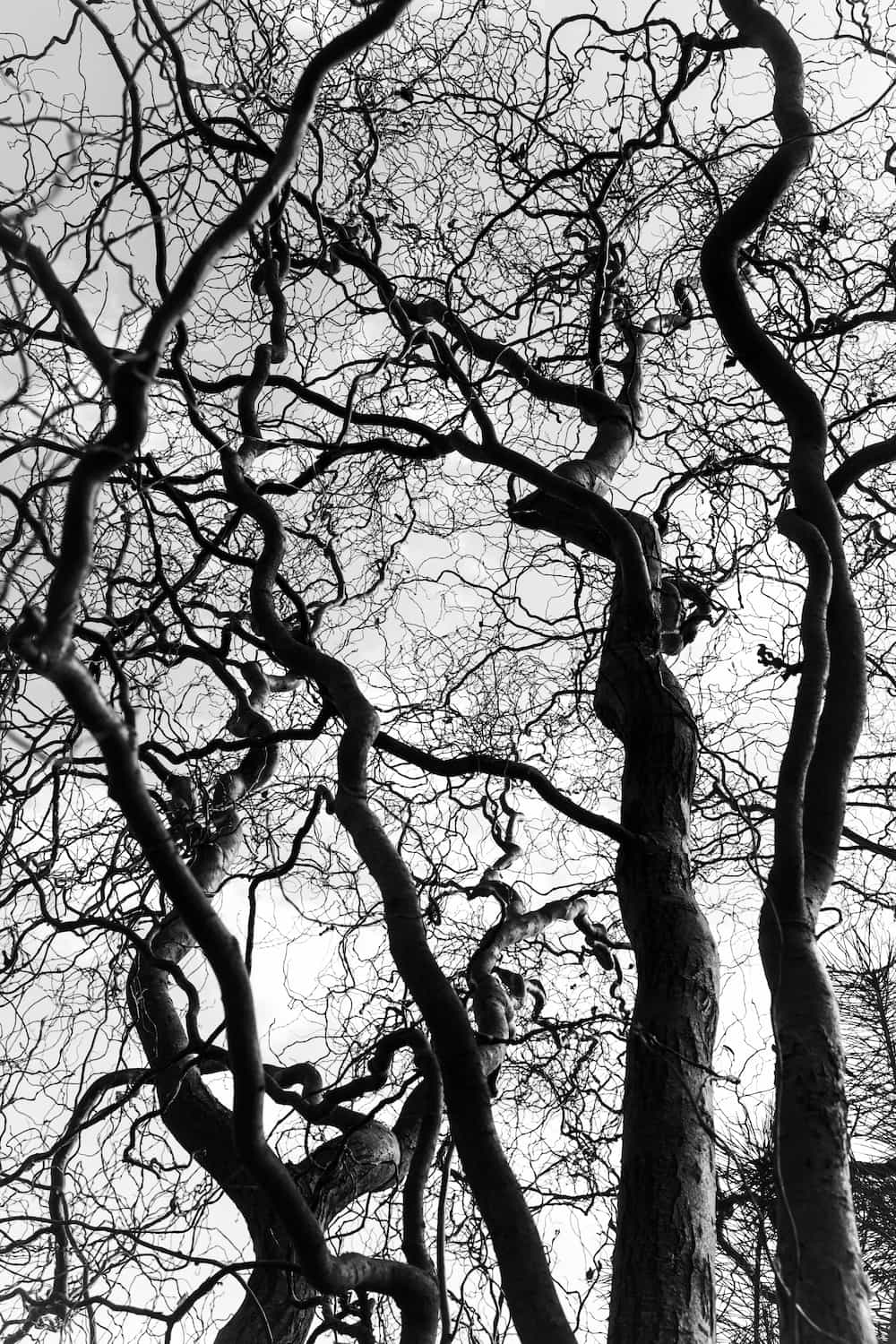 Tree Tree